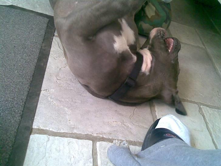 Blanding af racer Balou billede 12