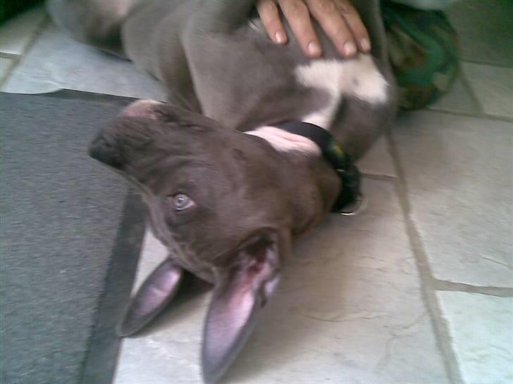 Blanding af racer Balou billede 13