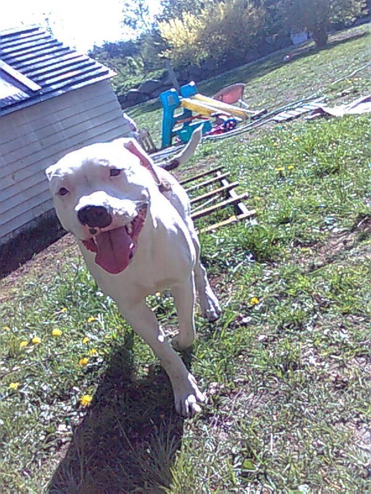 Blanding af racer Emma billede 10