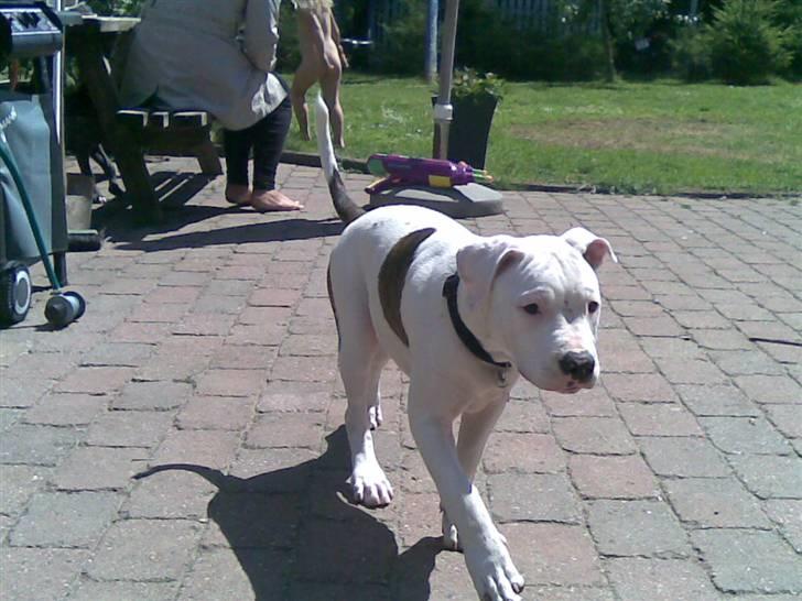 Blanding af racer Emma billede 11