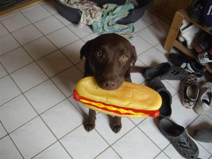 Labrador retriever brownie billede 17