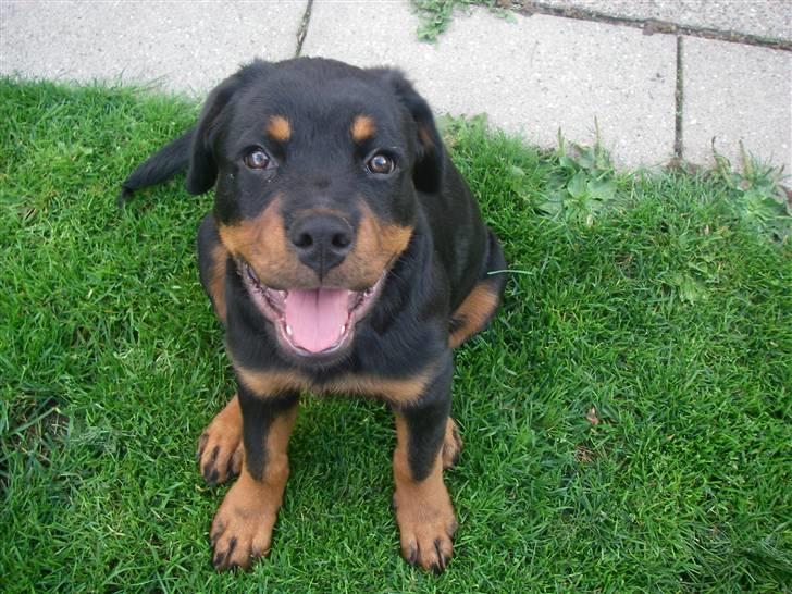 Rottweiler Abby - 14 uger billede 1