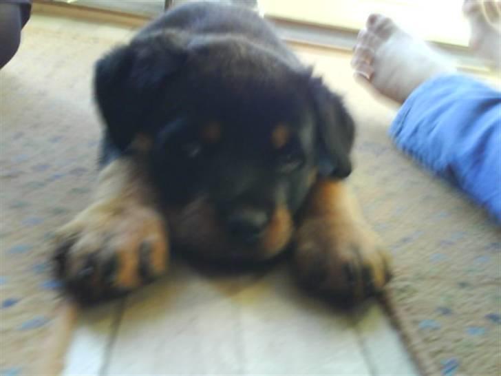 Rottweiler Abby - ligger lige ned igen  billede 2