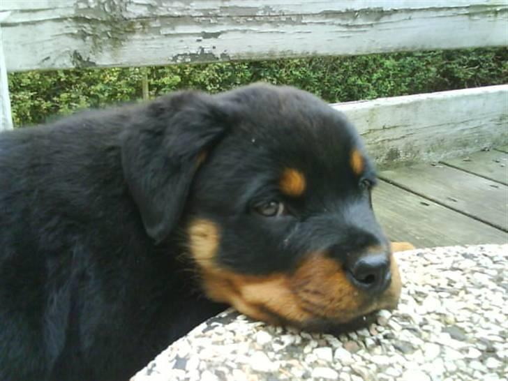 Rottweiler Abby - dejlig blød stenfod billede 3