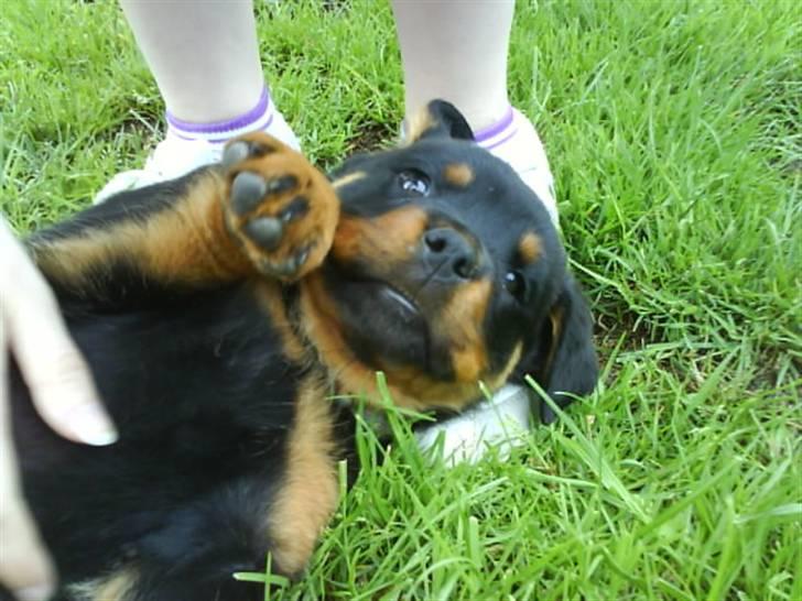 Rottweiler Abby - halløj billede 4