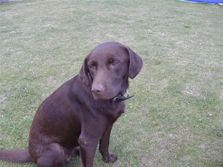 Labrador retriever brownie billede 18