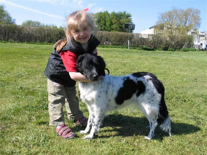 Stabijhoun Silja - 04.05.08 Frejas første hundeudstilling, hun kan huske, og hun skulle jo selv følgelig også udstille billede 5