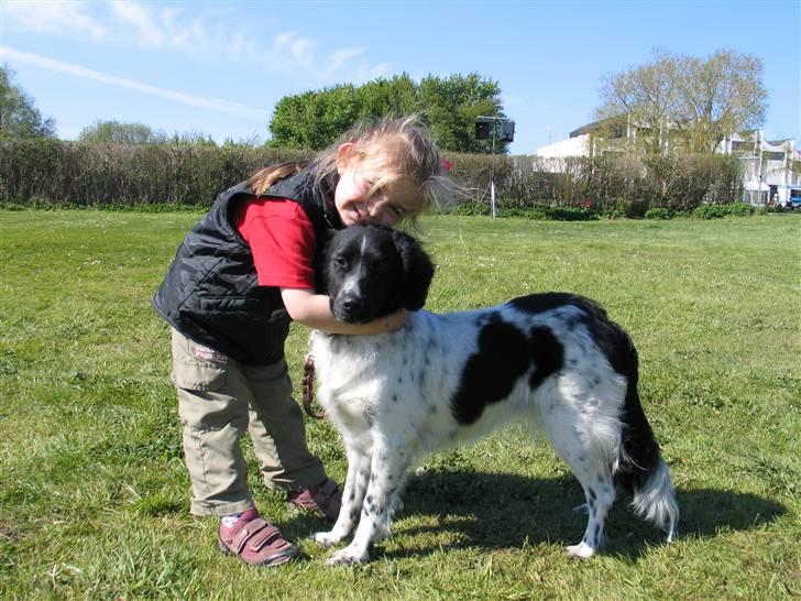 Stabijhoun Silja - 04.05.08 Frejas første hundeudstilling, hun kan huske, og hun skulle jo selv følgelig også udstille billede 6