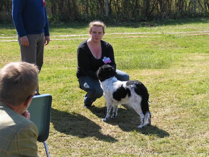 Stabijhoun Silja - 04.05.08 siljas første hundeudstilling, og det gik da okay, og hun var super dygtig til at stå. billede 7