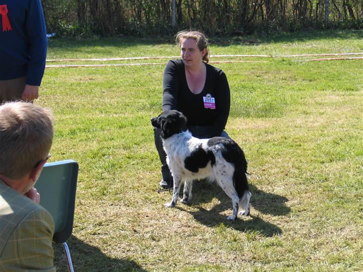 Stabijhoun Silja - 04.05.08 siljas første hundeudstilling, og det gik da okay, og hun var super dygtig til at stå. billede 8