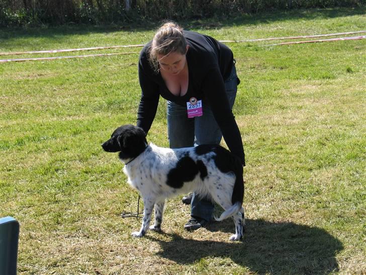 Stabijhoun Silja - 04.05.08 siljas første hundeudstilling, og det gik da okay, og hun var super dygtig til at stå billede 9