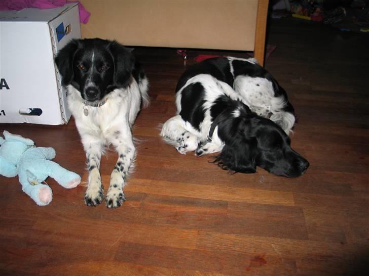 Stabijhoun Silja - 23.06.08 mor og datter Silja syntes det er dejligt at have en "ven" på besøg og vi prøver at få løbetiderne til at køre sammen. billede 10