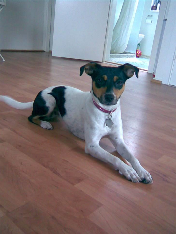 Dansk svensk gaardhund Rie<3 - Ihh hvor ligger jeg godt... Meeen... Ku godt bruge en skål mad:-) billede 6