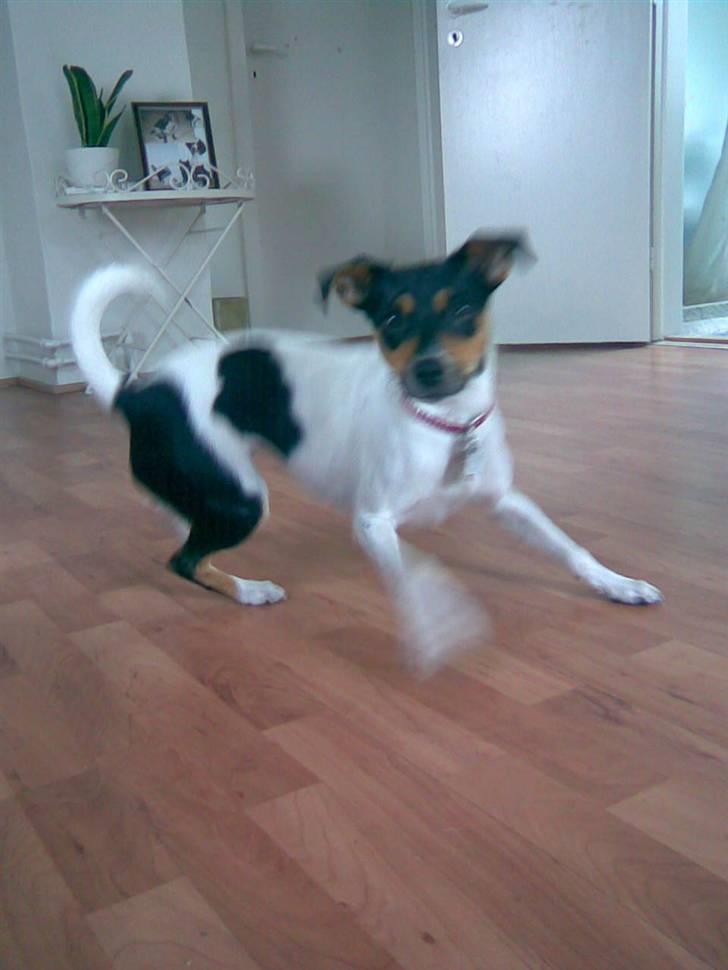 Dansk svensk gaardhund Rie<3 - Skal vi lege fangeleg:-) billede 7