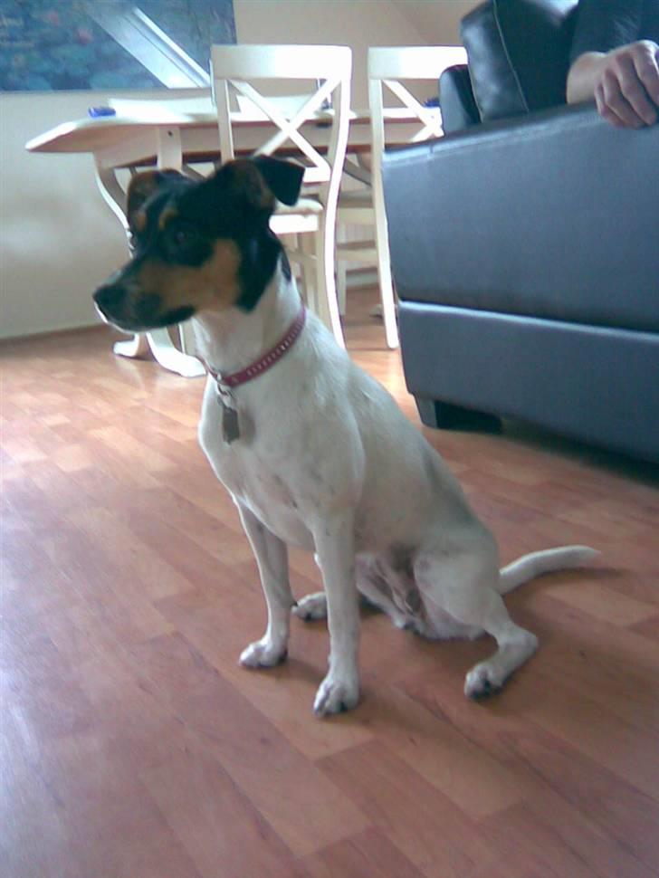 Dansk svensk gaardhund Rie<3 - Jeg kan se noget det er lige derovre.... KOM vi fanger det:-) billede 8