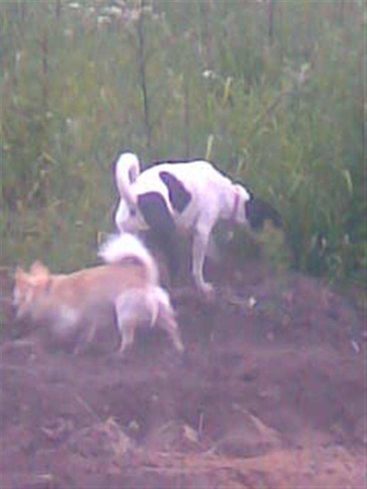 Dansk svensk gaardhund Rie<3 - *SNUS SNUS* - Mon der er mus her:-p billede 9