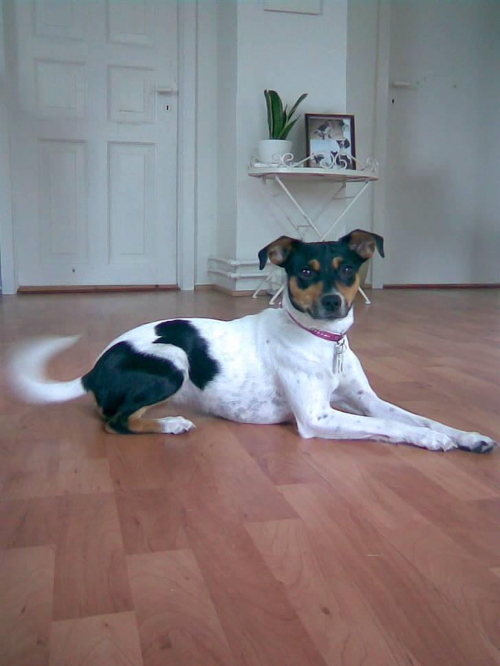 Dansk svensk gaardhund Rie<3 - Nu kommer maden:-D billede 10