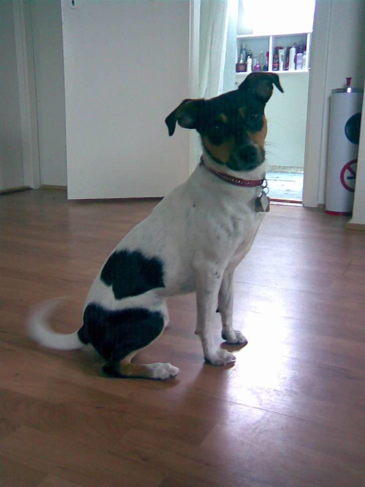 Dansk svensk gaardhund Rie<3 - Er jeg ikke bare fiiiin! billede 11