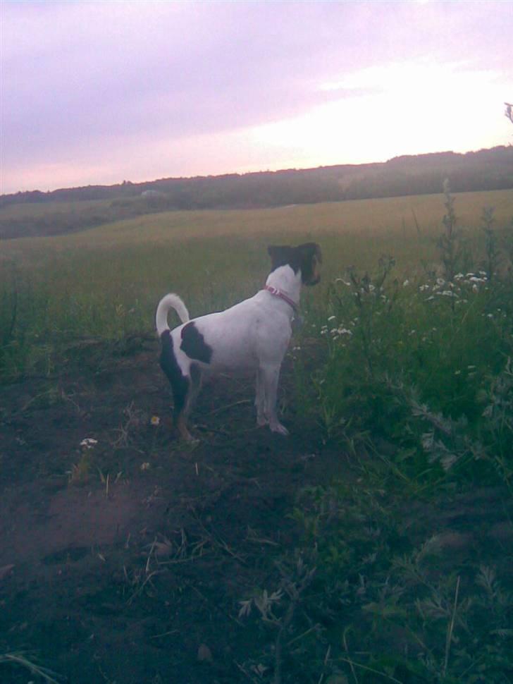 Dansk svensk gaardhund Rie<3 - Så gik solen ned... billede 12