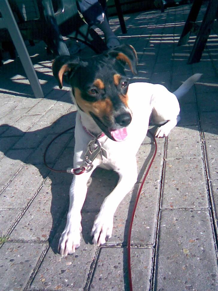 Dansk svensk gaardhund Rie<3 - Så slikker jeg sol... hmmm. billede 13