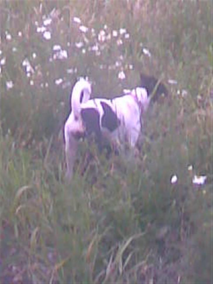 Dansk svensk gaardhund Rie<3 - Ihh nogle flotte bblomster:-) billede 14