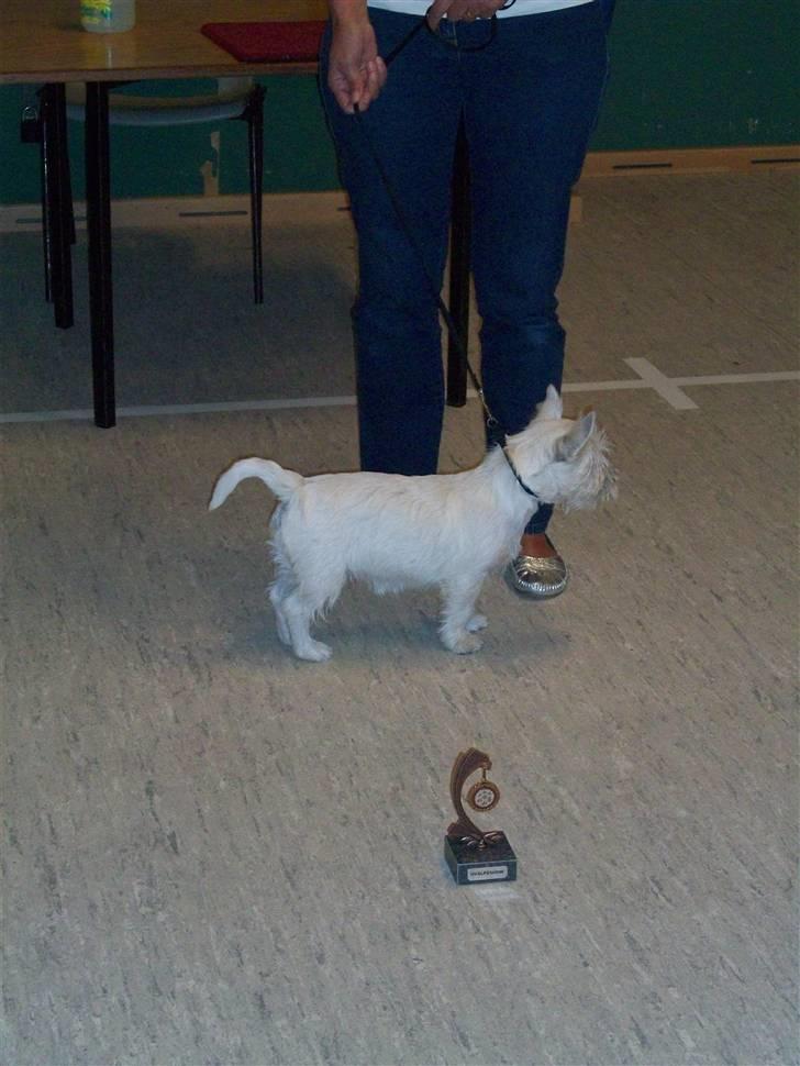 West highland white terrier TIGI - Tigi til udstilling - flot 3. plads. billede 15