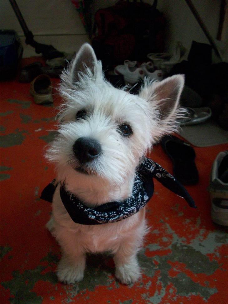 West highland white terrier TIGI - Hej med jer :) billede 16