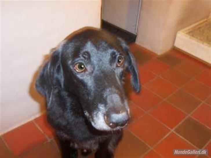 Blanding af racer Meeko R.I.P.  billede 9
