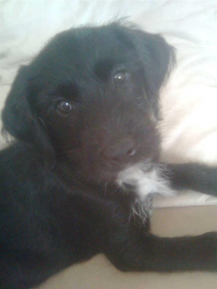 Blanding af racer Tika <3 - snakker du til mig ? billede 1