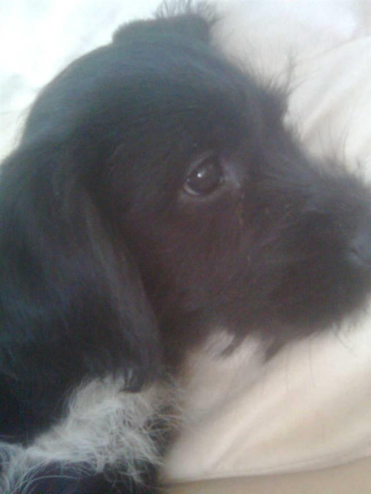 Blanding af racer Tika <3 - jeg ser lig lidt fjernsyn .. billede 2