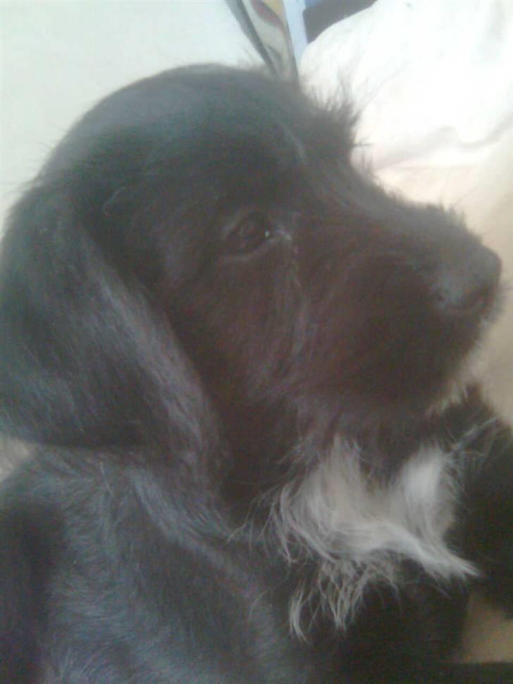 Blanding af racer Tika <3 - det en lille smulle keddeligt det der er i fjernsynet .. billede 3