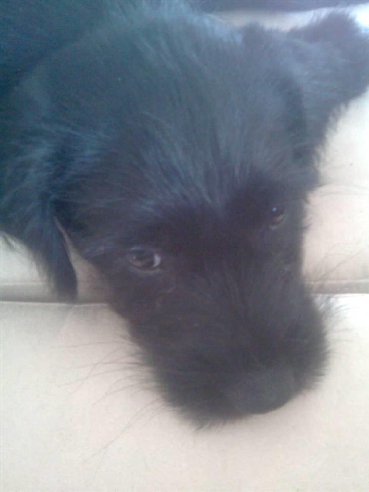 Blanding af racer Tika <3 - JEG KEDER MIIIIG ! billede 4