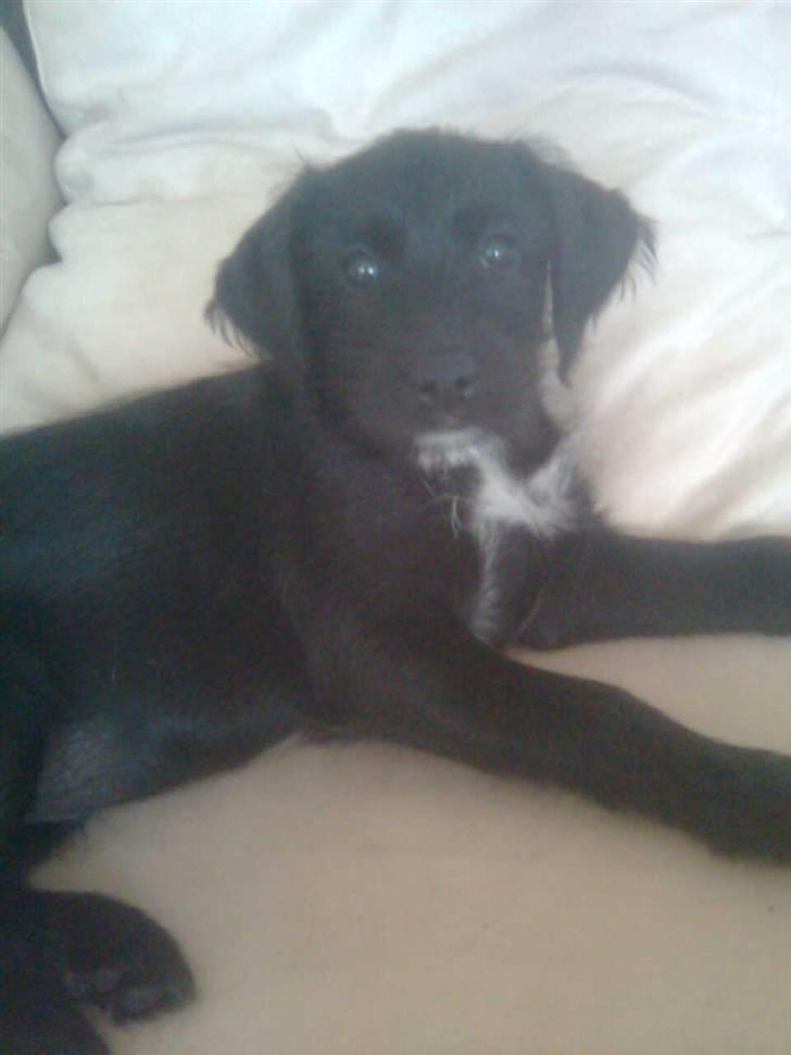 Blanding af racer Tika <3 - hva så ? er det mig du snakker til mor ? billede 5