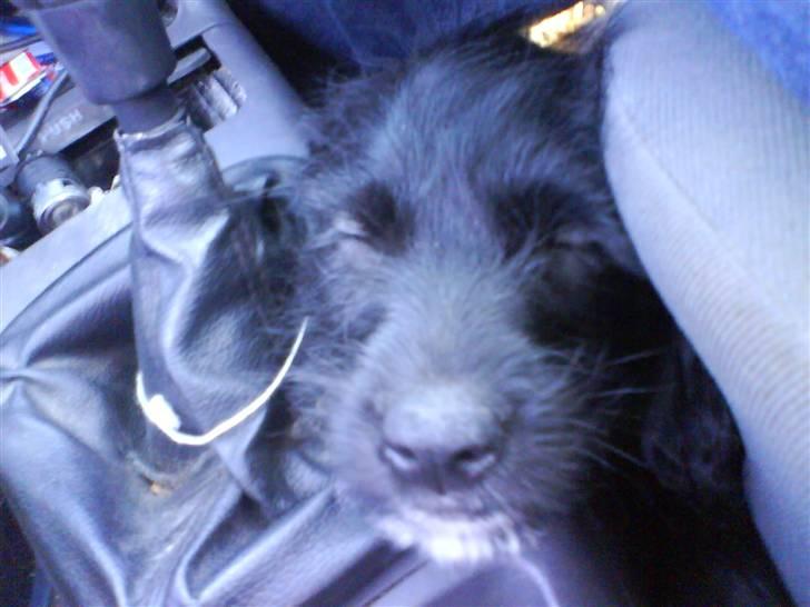 Blanding af racer Tika <3 - jeg er lig blevet hentet af mine nye mor og far, men køreturen er lang så jeg tager mig liig en lur .. billede 6