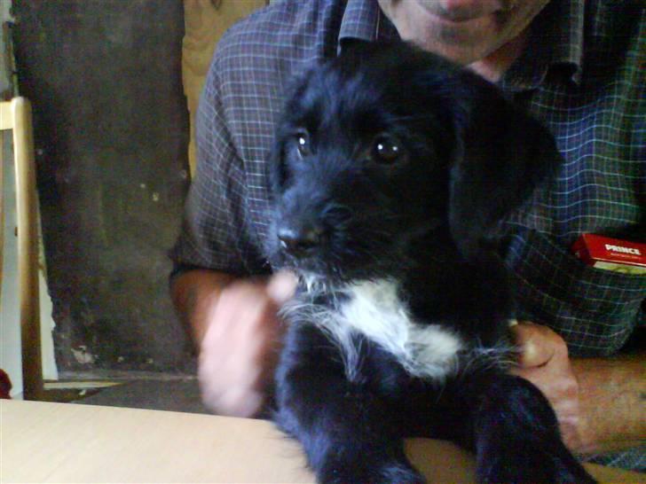 Blanding af racer Tika <3 - er jeg ikk bar sød ? billede 7