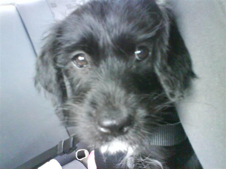 Blanding af racer Tika <3 - moooar er vi der ikk snart ? jeg vil ud og lege .. billede 8