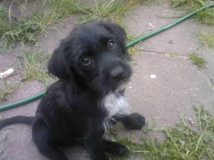 Blanding af racer Tika <3 - så hvor fint jeg kan sidde .. billede 9