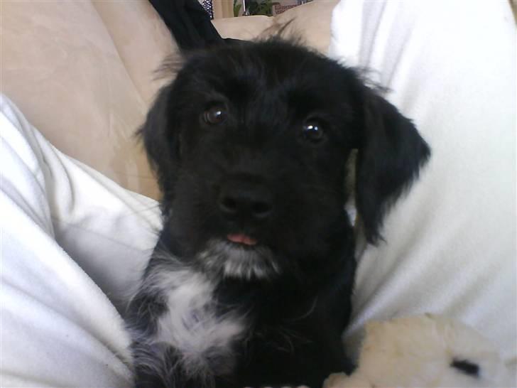 Blanding af racer Tika <3 - mor se jeg kan række lidt tunge :P billede 10