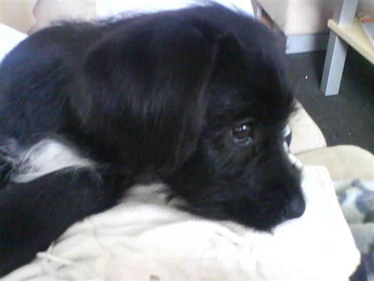 Blanding af racer Tika <3 - ej hvor er det kedeligt .. hmmm kan jeg ikk lave noget ballade ?? billede 11