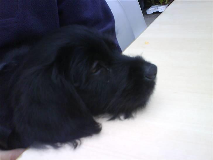 Blanding af racer Tika <3 - jeg er virkelig træt .. billede 12