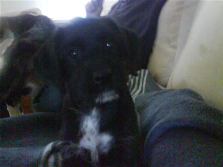 Blanding af racer Tika <3 - hva så ? hva laver du liig med det kamera ? billede 13