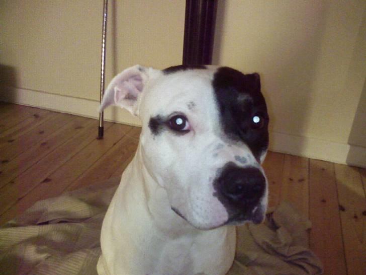 Amerikansk staffordshire terrier Carlos billede 5