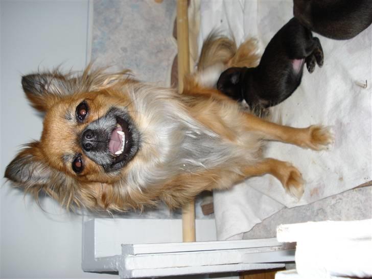 Chihuahua Lady billede 4