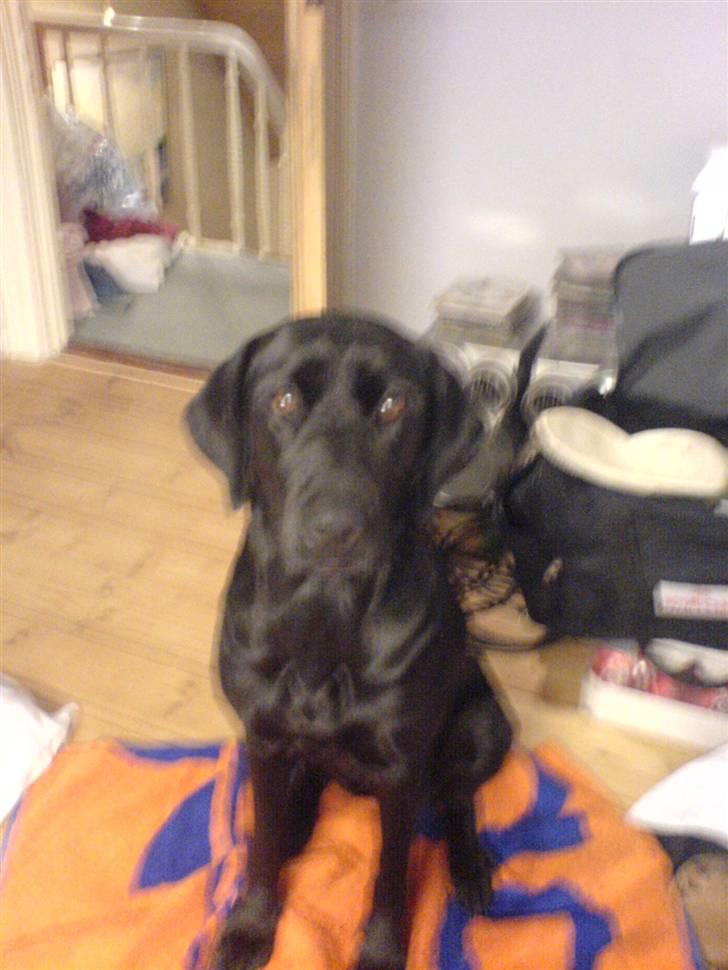 Labrador retriever Freja - Freja den delige hund. <3 billede 1