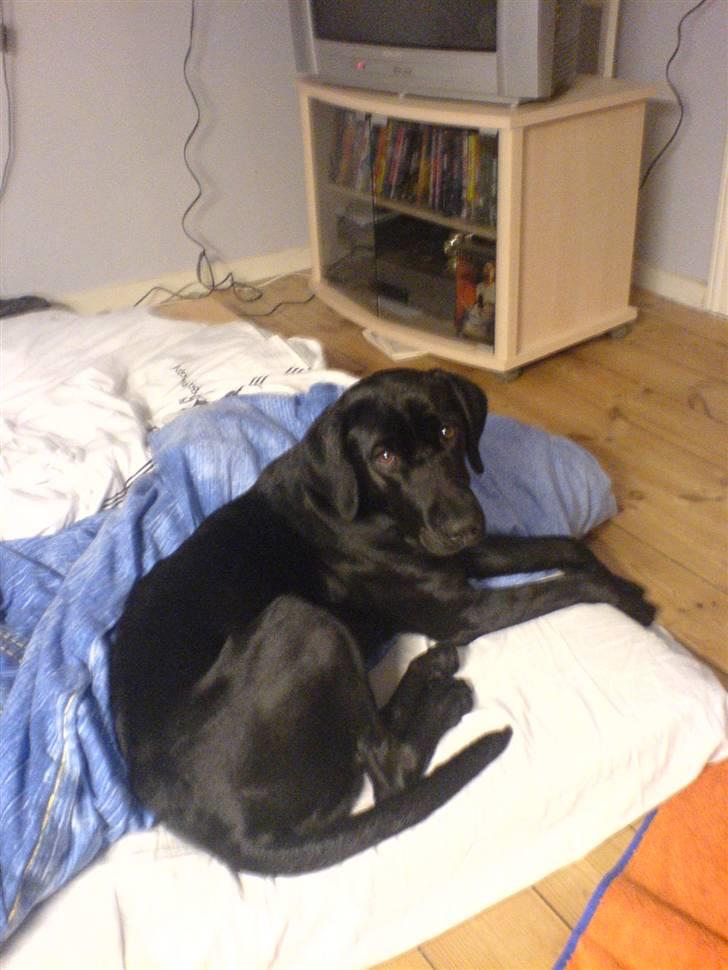Labrador retriever Freja - Hun er dejlig <3 billede 2