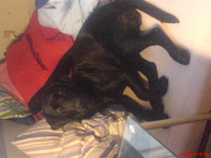 Labrador retriever Freja billede 3