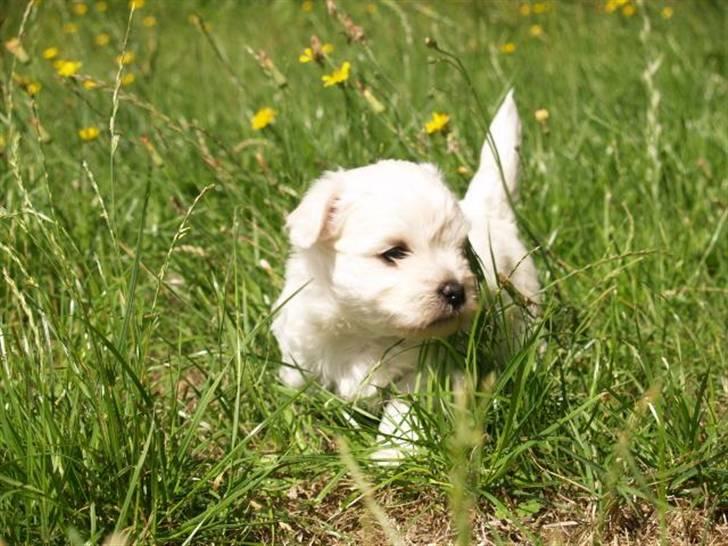 Coton de tulear Romeo  - 3-4 uger billede 1