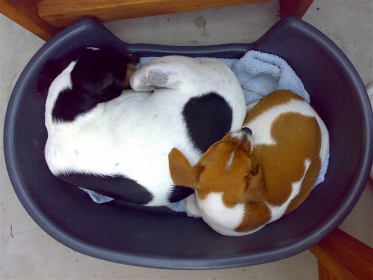 Dansk svensk gaardhund Lila billede 11