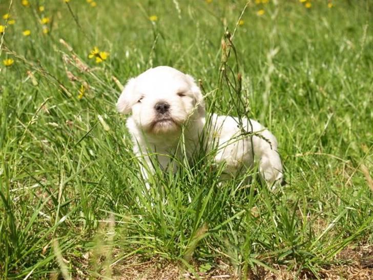 Coton de tulear Romeo  - 3-4 uger billede 2