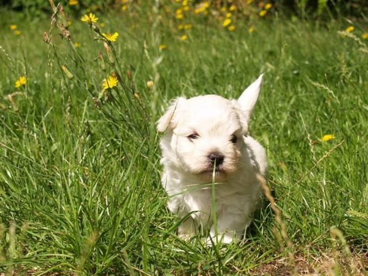 Coton de tulear Romeo  - 3-4 uger billede 3